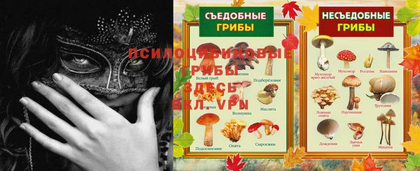 прущие грибы Абаза